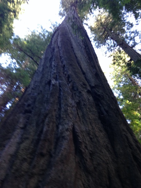 Women's Moontime Formula