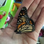Monarch Butterfly