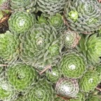 Cactus rosettes