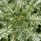 Milk Thistle