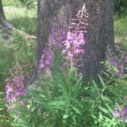Fireweed