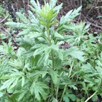 Mugwort