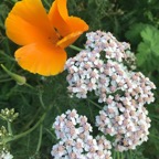 Yarrow and California Poppy