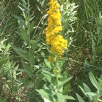 Goldenrod