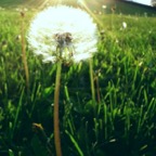 Dandelion_sun.jpg