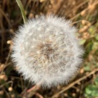 dandelion