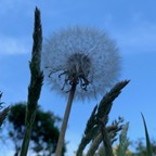 dandelion