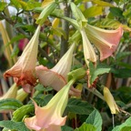 datura