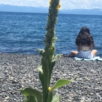 Mullein Tahoe beach