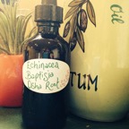echinacea baptisia osha tincture