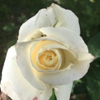 rose white