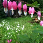 Bleeding Heart - Dicentra Formosa