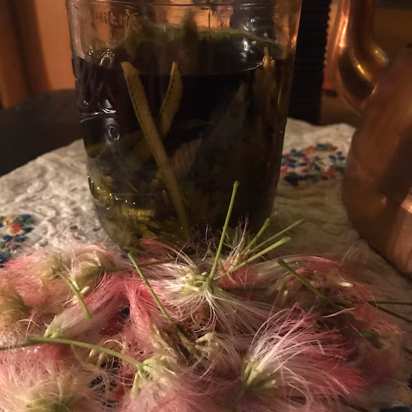 Albizzia Julibrissin Fresh Plant Tincture ~ Mimosa flower